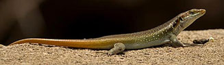 Trachylepis margaritifera (Rainbow skink)