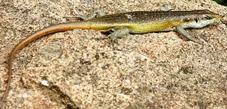 Trachylepis margaritifera (Rainbow skink)