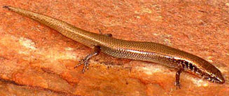 Panaspis maculicollis (Spotted-neck snake-eyed skink)