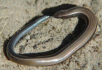 Scelotes anguineus (Algoa dwarf burrowing skink)