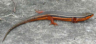 Trachylepis homalocephala (Red-sided skink)
