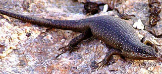 Trachylepis quinquetaeniata (Five-lined skink, Rainbow skink) 