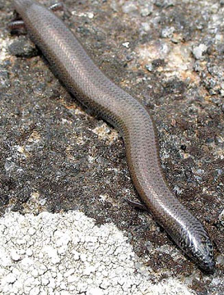 Scelotes mirus (Montane dwarf burrowing skink)