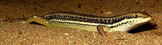 Trachylepis depressa (Eastern coastal skink) 