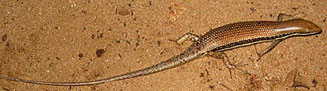 Trachylepis depressa (Eastern coastal skink) 