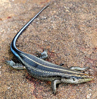 Trachylepis margaritifera (Rainbow skink)