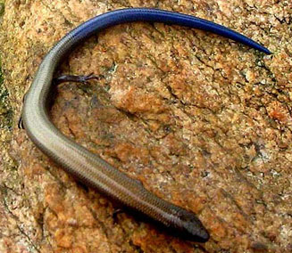 Scelotes mirus (Montane dwarf burrowing skink)