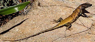 Trachylepis sulcata (Western rock skink)