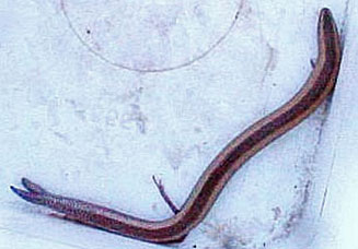 Scelotes limpopoensis (Limpopo dwarf burrowing skink)
