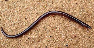 Microacontias lineatus (Striped legless skink) 