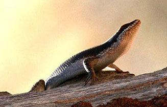Trachylepis striata (Striped skink)