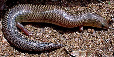 Mochlus sundevalli (Sundevall's writhing skink)