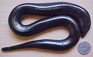 Acontias plumbeus (Giant legless skink)