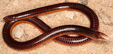 Microacontias litoralis (Coastal legless skink)