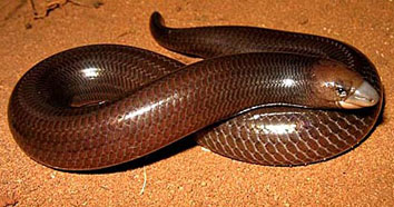 Acontias plumbeus (Giant legless skink)