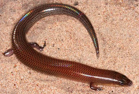 Mochlus sundevalli (Sundevall's writhing skink)