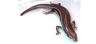 Trachylepis homalocephala (Red-sided skink)