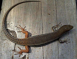 Trachylepis depressa (Eastern coastal skink) 