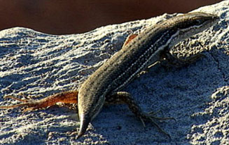 Trachylepis punctulata (Speckled sand skink)