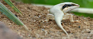Trachylepis binotata (Ovambo tree skink)