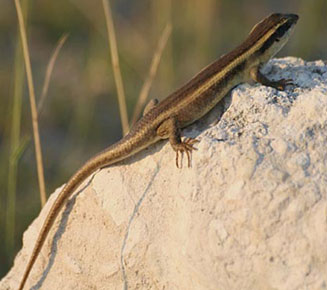 Trachylepis striata (Striped skink)