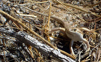 Trachylepis acutilabris (Wedge-snouted skink) 