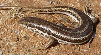 Trachylepis occidentalis (Western three-striped skink) 
