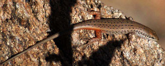Trachylepis variegata (Variegated skink)