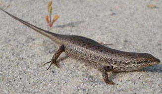 Trachylepis variegata (Variegated skink)