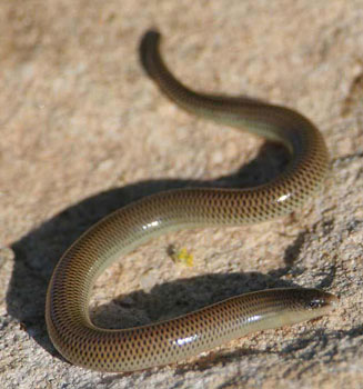 Acontias gracilicauda (Thin-tailed legless skink)