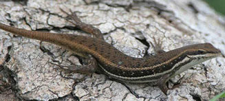 Trachylepis varia (Variable skink) 