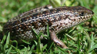 Trachylepis capensis (Cape skink) 