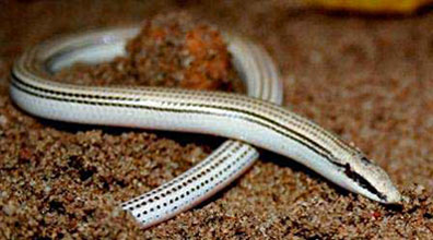 Scelotes sexlineatus (Striped dwarf burrowing skink)