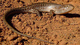 Trachylepis capensis (Cape skink) 