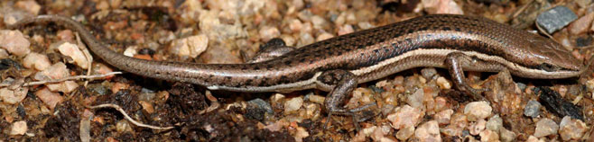 Trachylepis varia (Variable skink) 