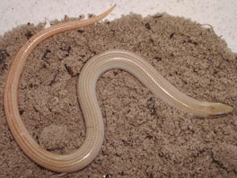 Scelotes montispectus (Bloubergstrand dwarf burrowing skink)