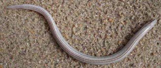 Scelotes bipes (Silvery dwarf burrowing skink)