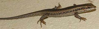 Trachylepis spilogaster (Kalahari tree skink) 