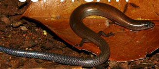 Scelotes mirus (Montane dwarf burrowing skink)