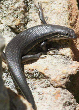 Trachylepis homalocephala (Red-sided skink)