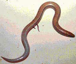 Scelotes sexlineatus (Striped dwarf burrowing skink)