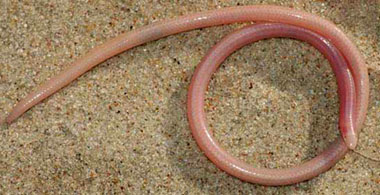 Typhlosaurus vermis (Boulenger's blind legless skink)