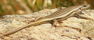 Trachylepis sulcata (Western rock skink)
