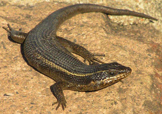 Trachylepis punctatissima (Speckled rock skink)