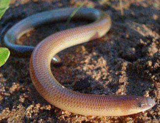 Acontias meleagris (Cape legless skink)