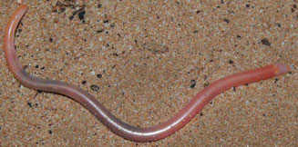 Typhlosaurus caecus (Cuvier's blind legless skink)