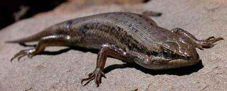Trachylepis variegata (Variegated skink)
