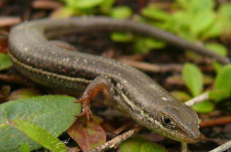 Trachylepis homalocephala (Red-sided skink)
