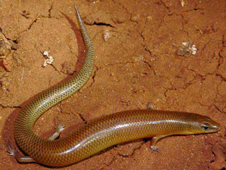 Mochlus sundevalli (Sundevall's writhing skink)