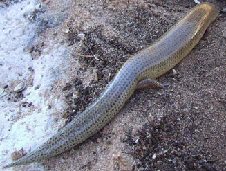 Mochlus sundevalli (Sundevall's writhing skink)